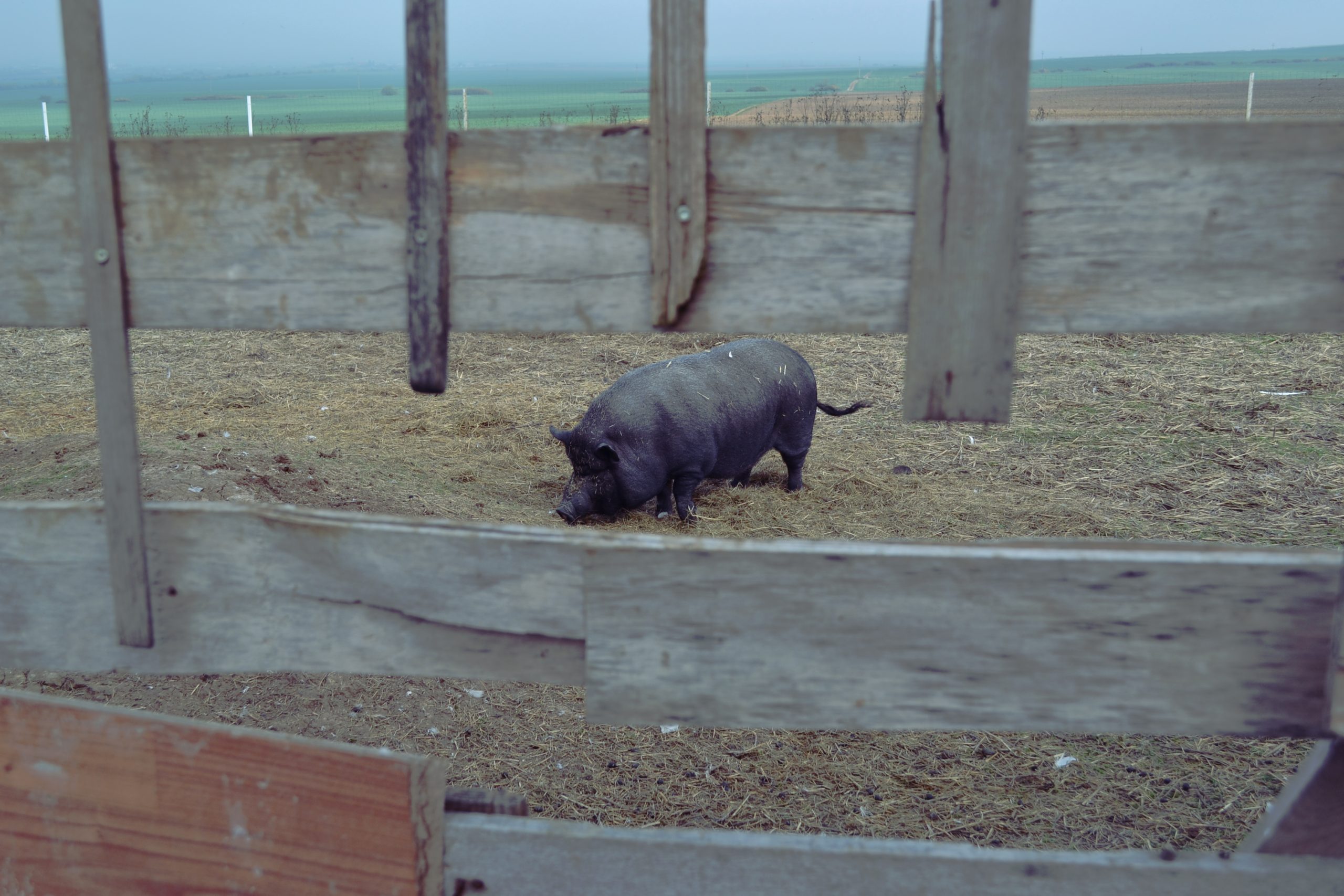 Foto cu porc la Sepale