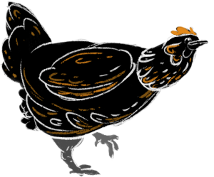 Chicken - just wondering illustration. Black and orange.