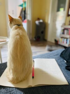 WhatsApp Image 2026-01-19 at 14.50.49